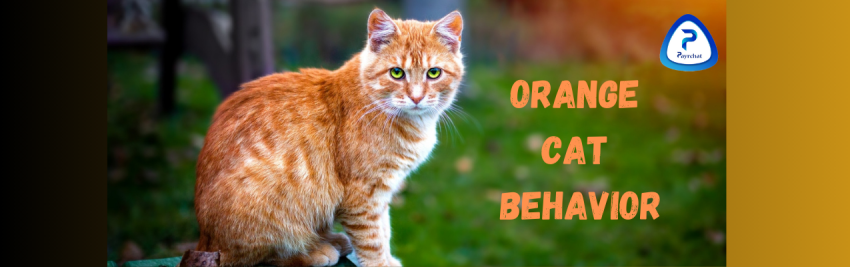 Understanding the Quirks of Orange Cat Behavior: A Comprehensive Guide