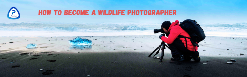 How to Become a Wildlife Photographer: A Journey into the Wild